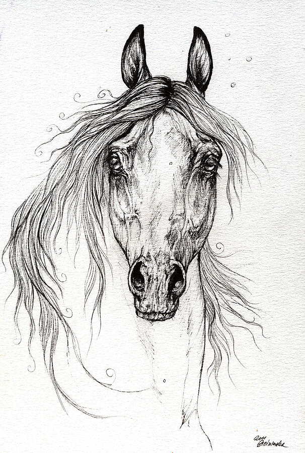 Arabian Horse Drawing 55 Drawing by Angel Ciesniarska