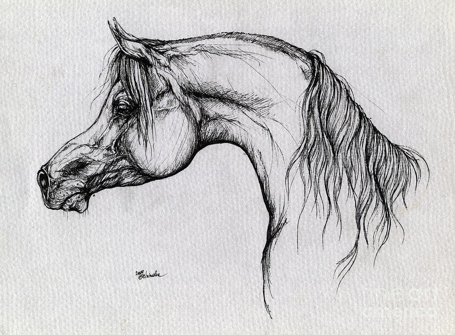 Arabian Horse Drawing 62 Drawing by Angel Ciesniarska