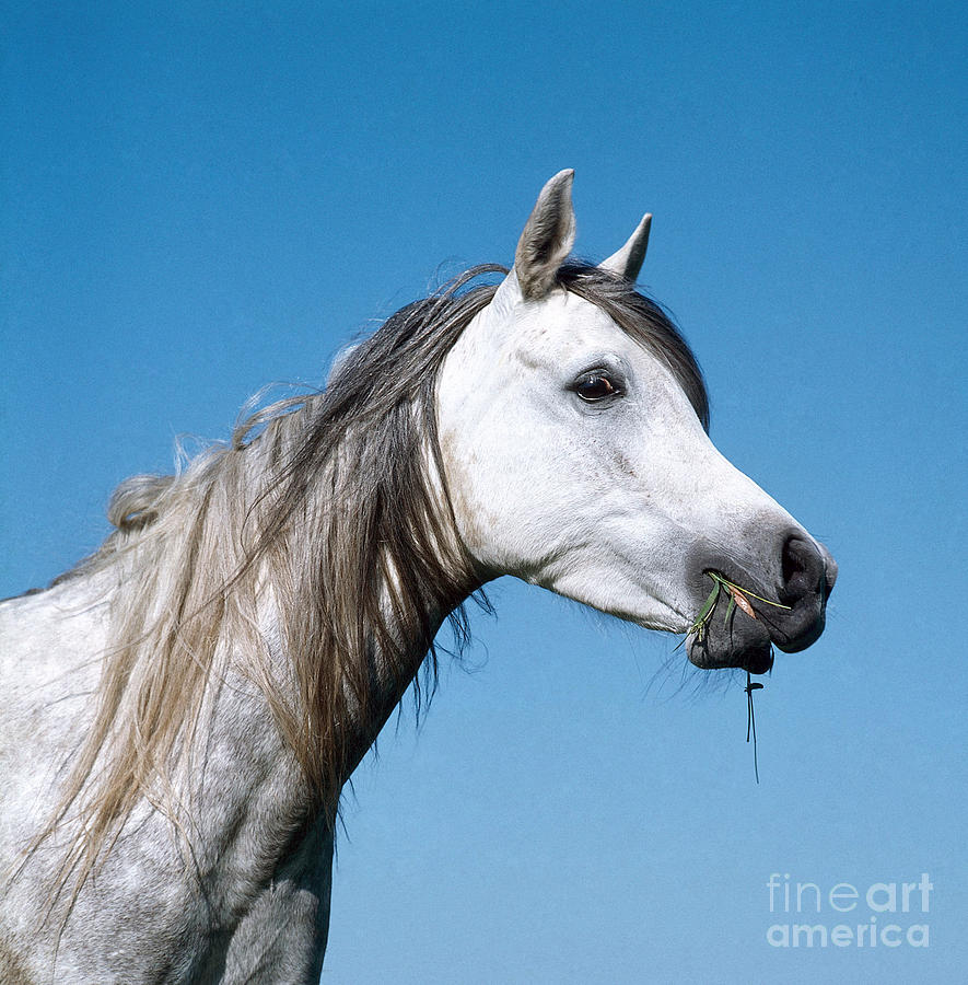 Arabian Horse Photograph by Hans Reinhard
