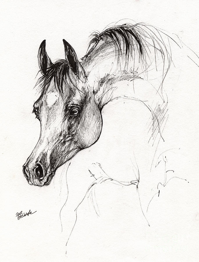 Arabian Horse Ink Drawing 5 Drawing by Angel Ciesniarska