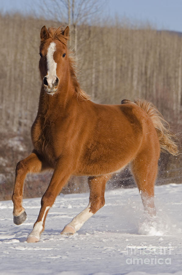 Arabian Horse Photograph by Rolf Kopfle