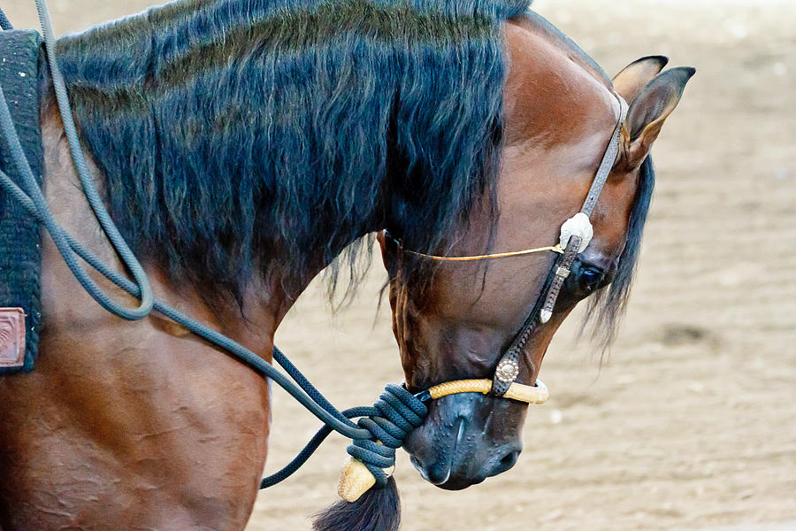 Arabian Horse Show Photograph by Ben Graham