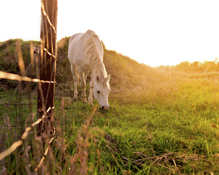Arabian Horse Sunset Photograph by Tetongirl Photography