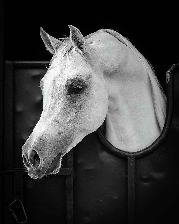 Black And White Photograph - Arabian Horse by Waseem Al-hammad