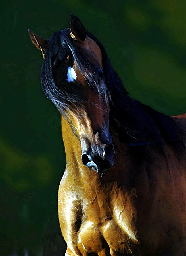 Arabian Horse Watercolor Portrait Painting by Olde Time  Mercantile