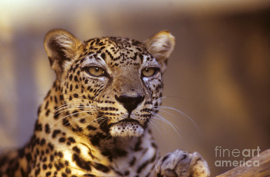 Arabian leopard Panthera pardus 1 Photograph by Eyal Bartov