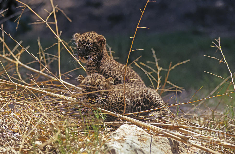 Arabian leopard Panthera pardus cubs Photograph by Eyal Bartov