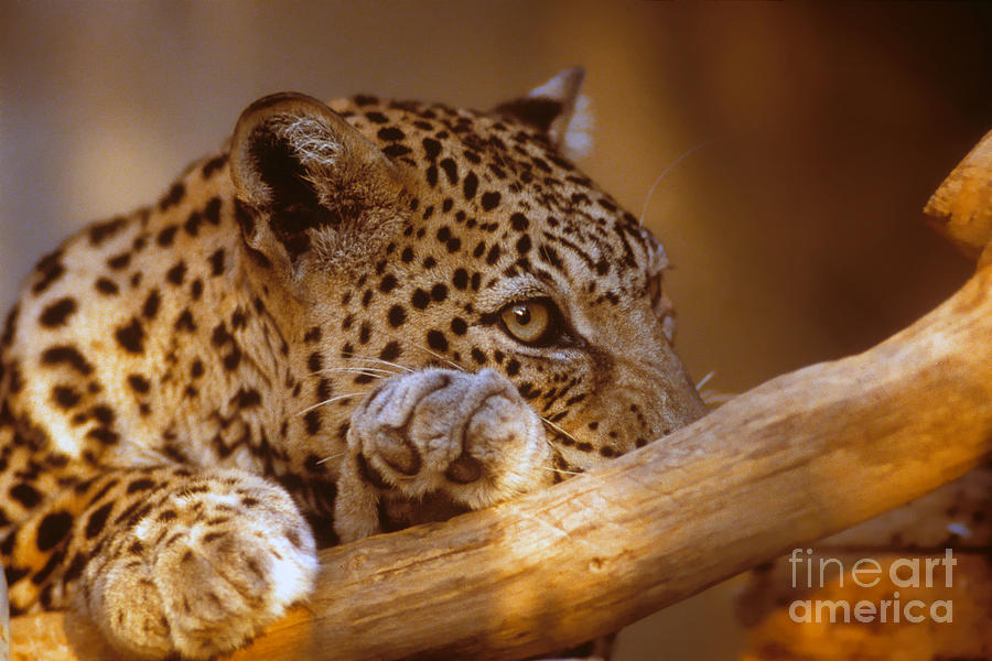 Arabian leopard Panthera pardus Photograph by Eyal Bartov