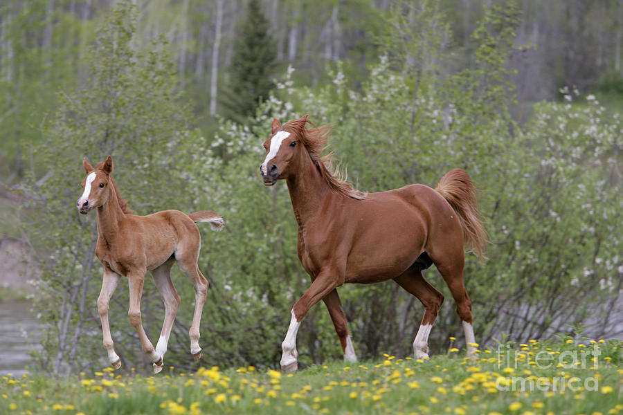 Arabian Mare And Foal Photograph by Rolf Kopfle