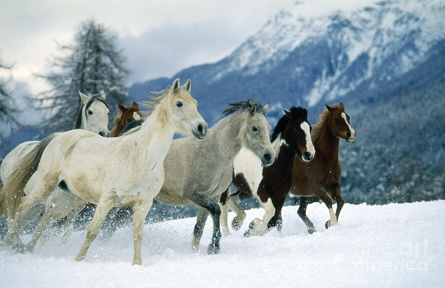 Arabian Piebald And Swiss Farm Horses Photograph by Hans D Dossenbach