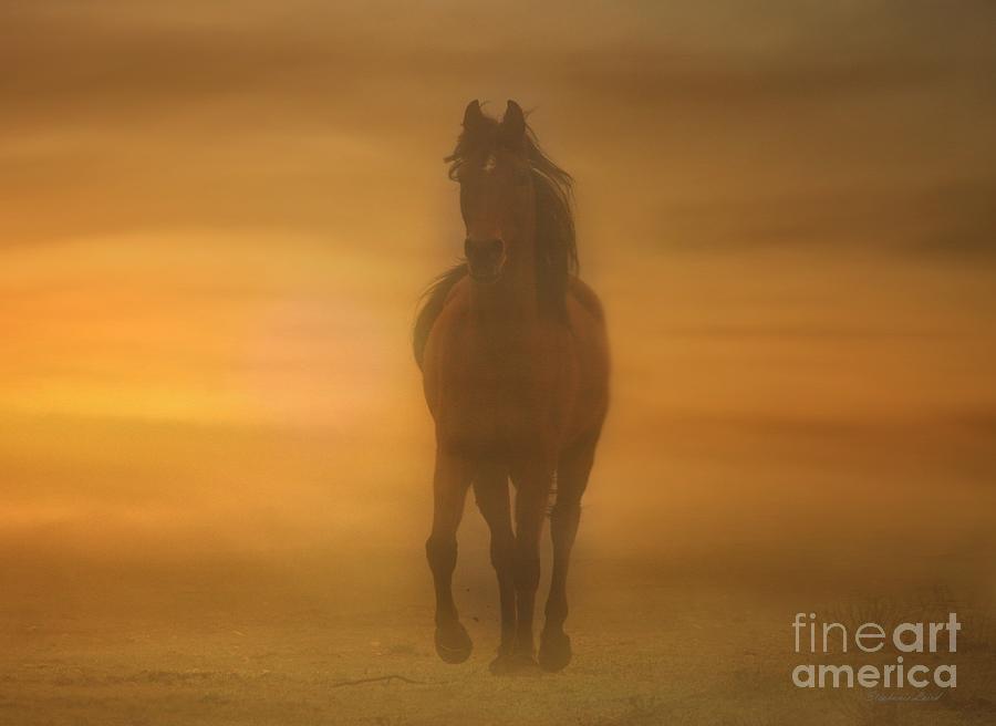 Arabian Sands Photograph by Stephanie Laird