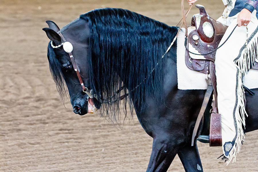Arabian Show Horse Photograph by Ben Graham