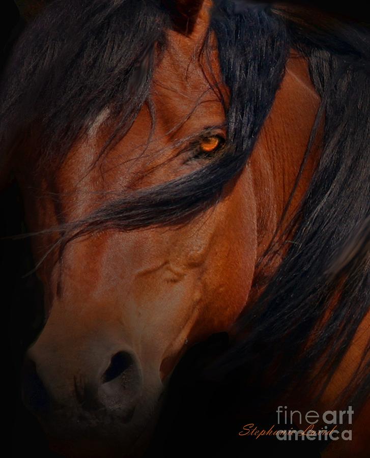 Arabian Stallion Photograph by Stephanie Laird