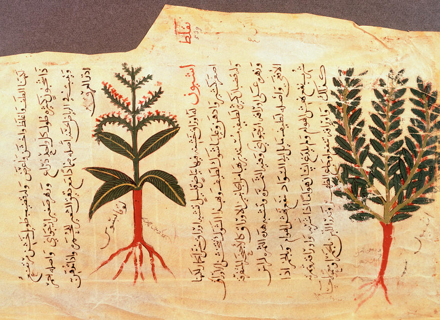 Herb Photograph - Arabic Manuscript Artworks Of Medicinal Herbs by Jean-loup Charmet/science Photo Library