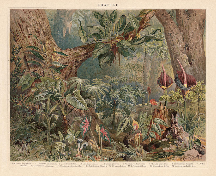 Araceae, monocotyledonous flowering plants in the tropics, lithograph, published 1897 Drawing by Zu_09