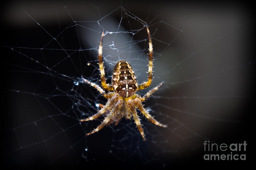 Arachnid Awaits Photograph by Adria Trail
