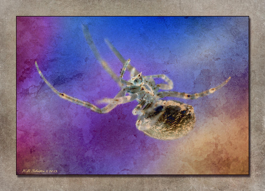 Arachnobat Photograph by WB Johnston