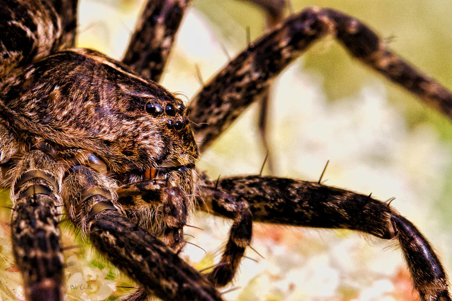 Arachnophobia Photograph by Bob Orsillo