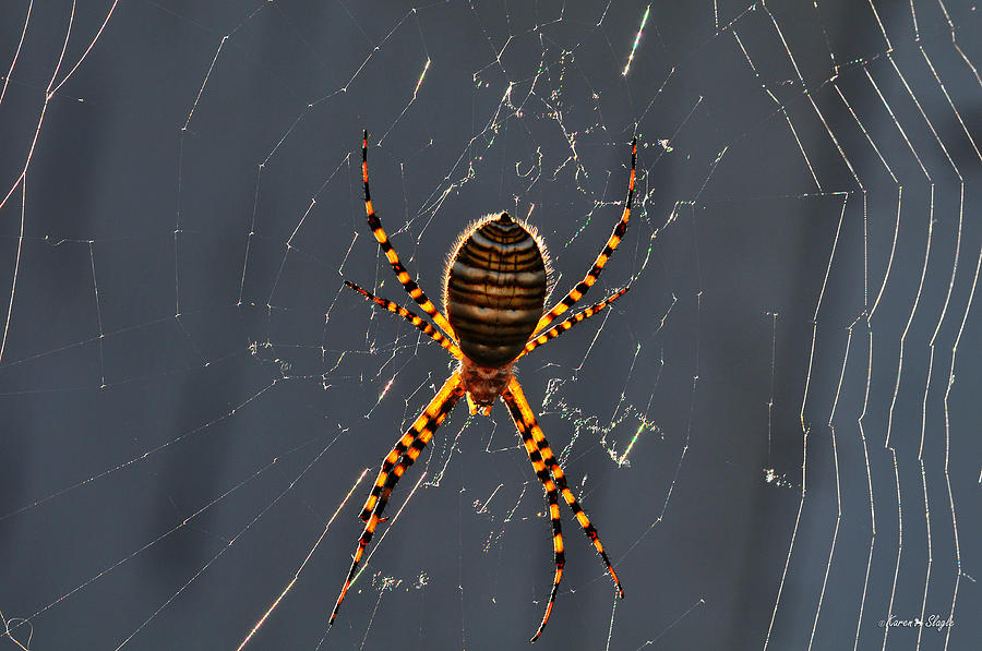 Arachnophobia Photograph by Karen Slagle
