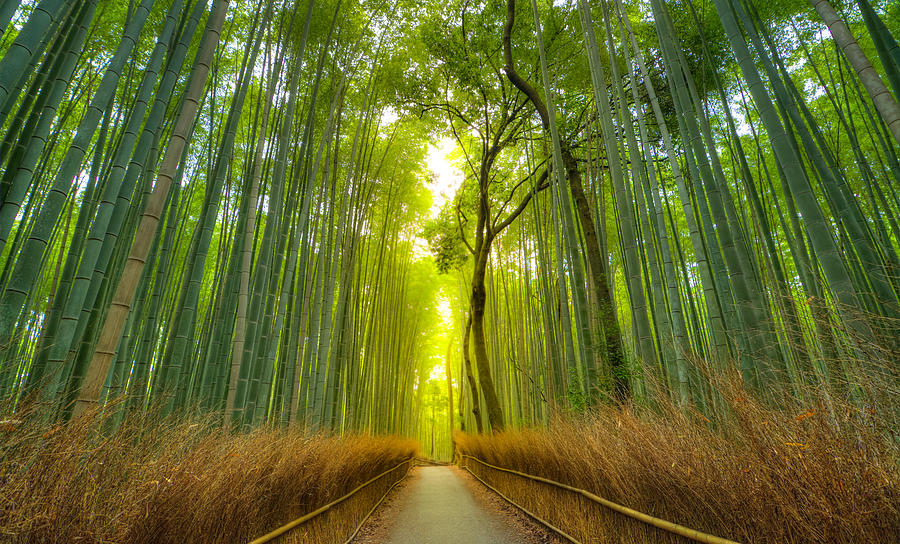 Arashiyama Bamboo Forest Photograph by © Razvan Ciuca