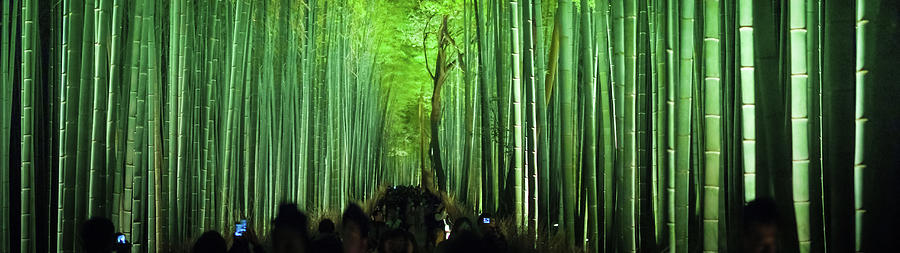 Arashiyama Bamboo Glade Night Panorama Photograph by Image © Andy Heather