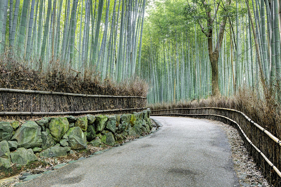 Arashiyama Bamboo Grove, Kyoto, Japan Photograph by Dennis Flaherty
