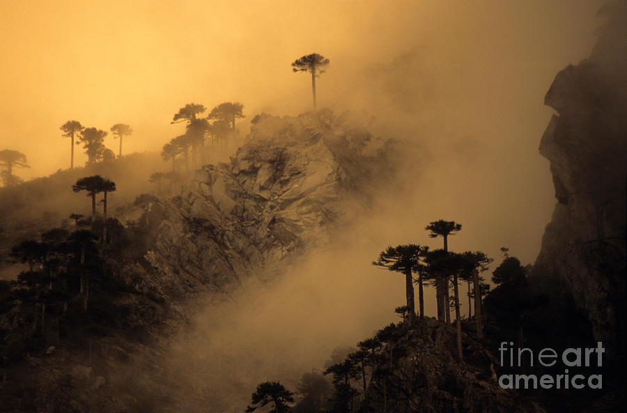 Araucaria dawn Chile Photograph by James Brunker