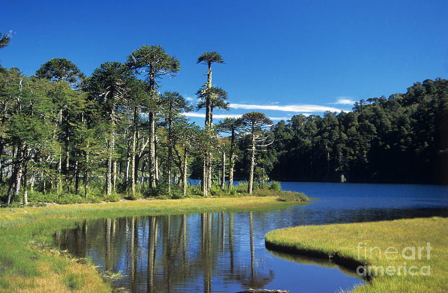 Araucaria forest Chile Photograph by James Brunker