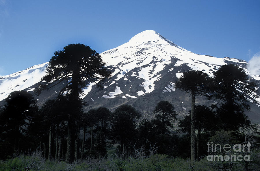 Araucaria Trees and Lanin Volcano Photograph by Craig Lovell