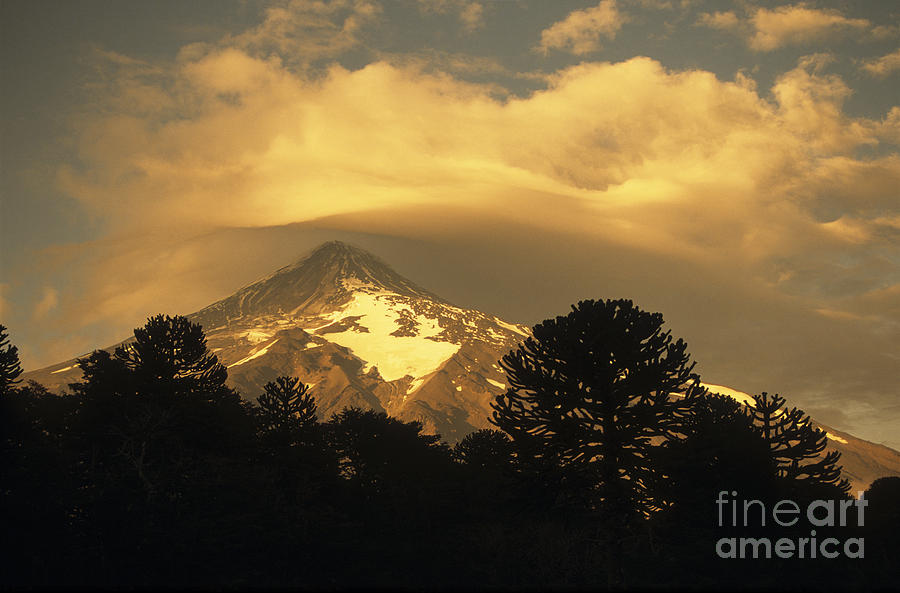 Lanin volcano and Araucaria trees at sunset Photograph by James Brunker