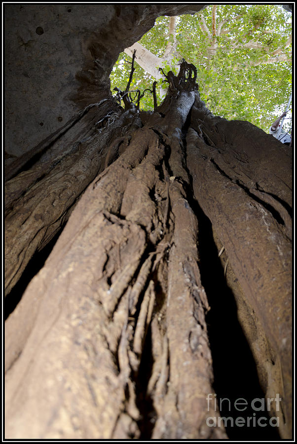 Tree Photograph - Arbol desde la raiz by Agus Aldalur