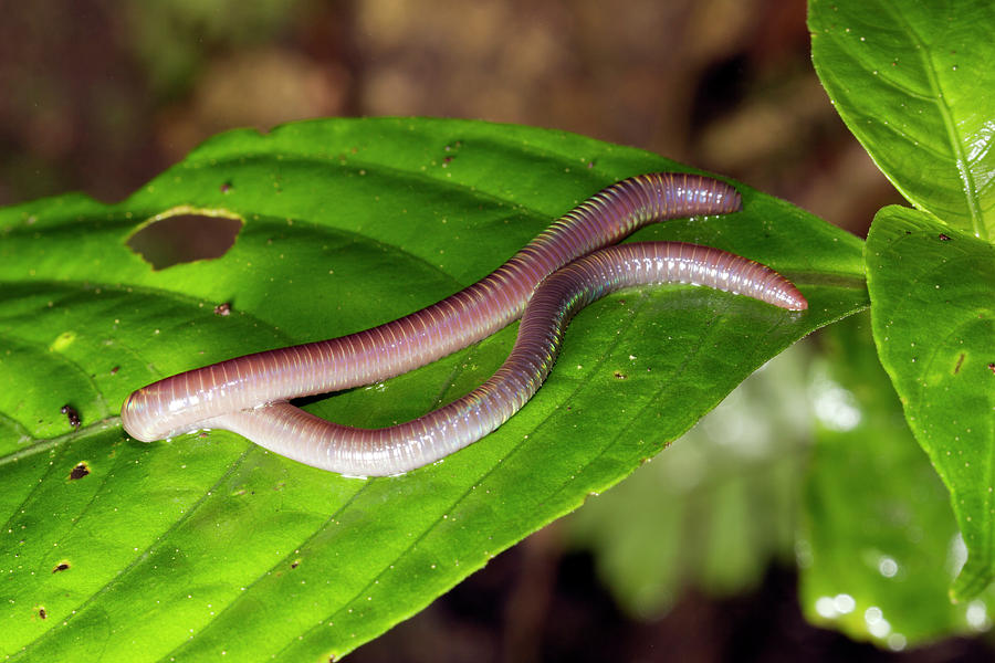 Wildlife Photograph - Arboreal Earthworm by Dr Morley Read