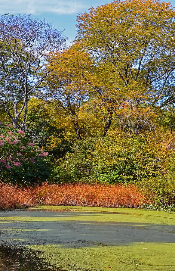Arboretum Autumn 1 Photograph by Robert Mitchell