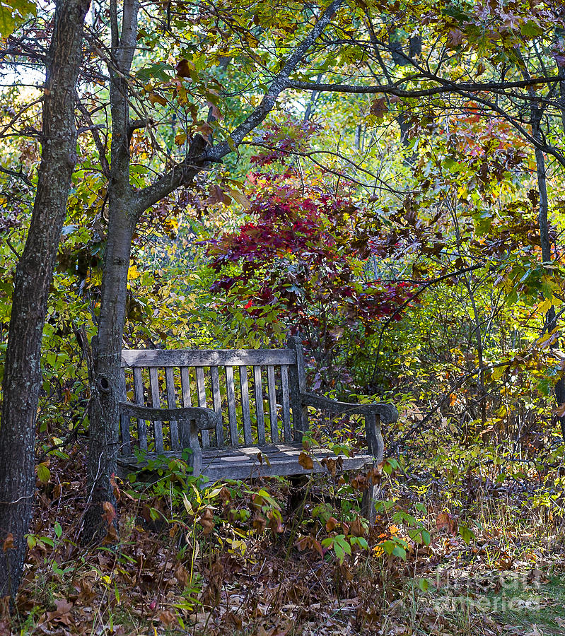 Arboretum bench Photograph by Steven Ralser