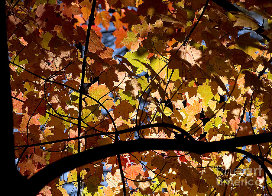 Arboretum fall Photograph by Steven Ralser