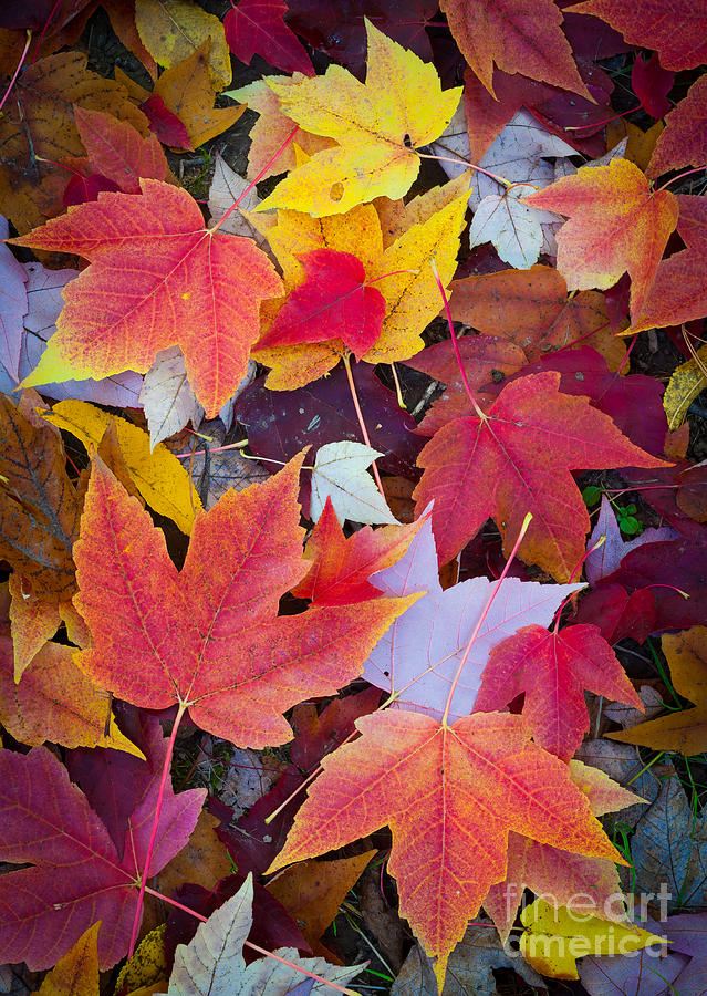 Seattle Photograph - Arboretum Leaves by Inge Johnsson