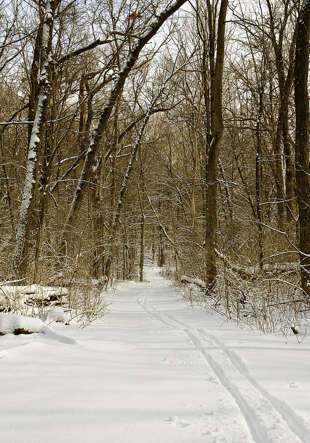 Arboretum trail - Madison - Wisconisn Photograph by Steven Ralser