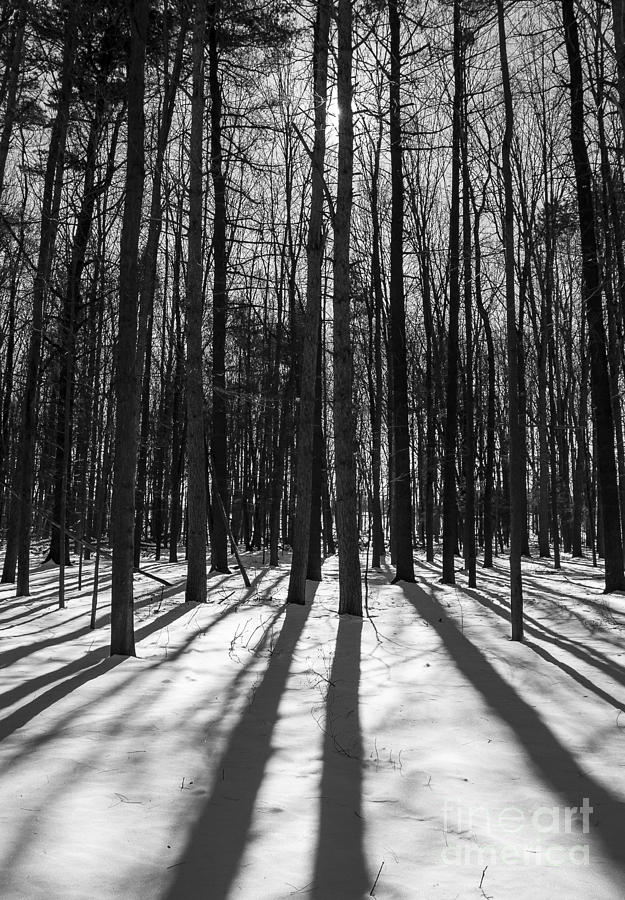 Arboretum Trees Photograph by Steven Ralser