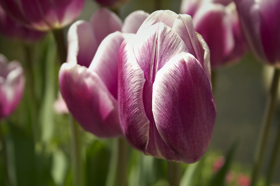 Arboretum Tulips Photograph by Ben Shields