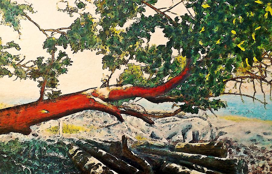 Nature Painting - Arbutus Over Beach by Stanley  Funk