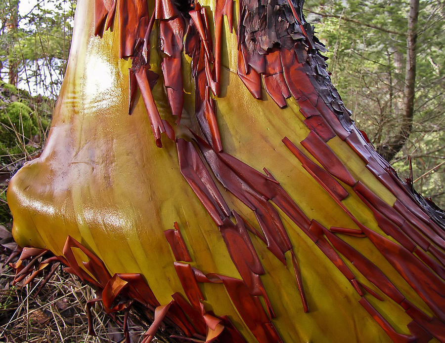 Trunk of arbutus tree with its peeling pink bark. View of Kziv