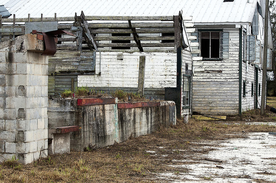 Arcadia Florida State Livestock Market I Poster Look Photograph By Sally Rockefeller