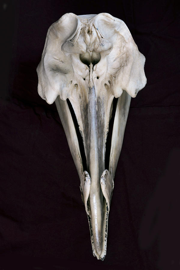 Arch-beaked Whale Skull Photograph by Hiroya Minakuchi