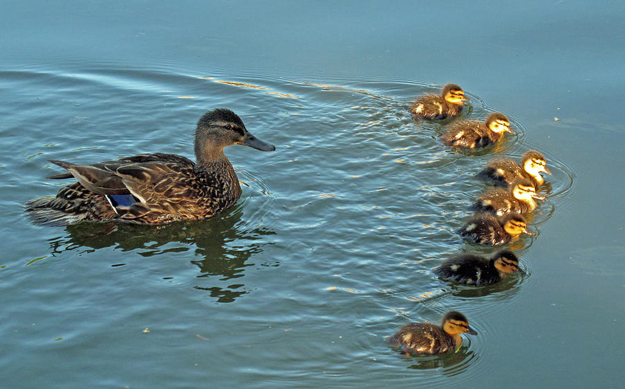 Arch of Ducklings Photograph by Barbara McDevitt