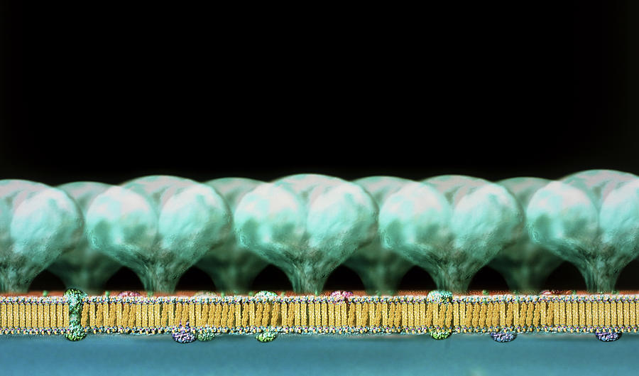 Archaebacterial Cell Wall Photograph by Russell Kightley/science Photo Library