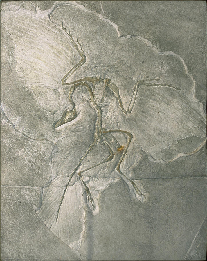 Archaeopteryx Bird Fossil Solnhofen Photograph by Konrad Wothe