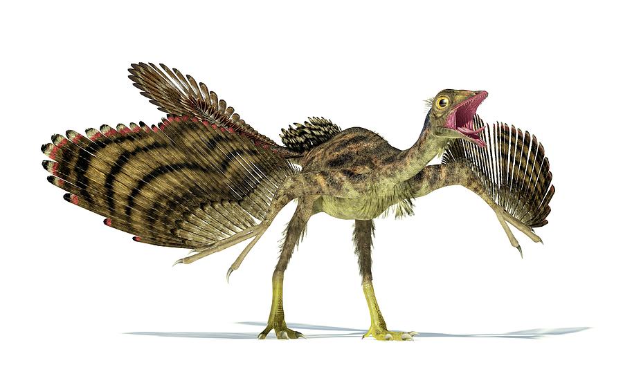 Archaeopteryx Dinosaur Photograph by Leonello Calvetti