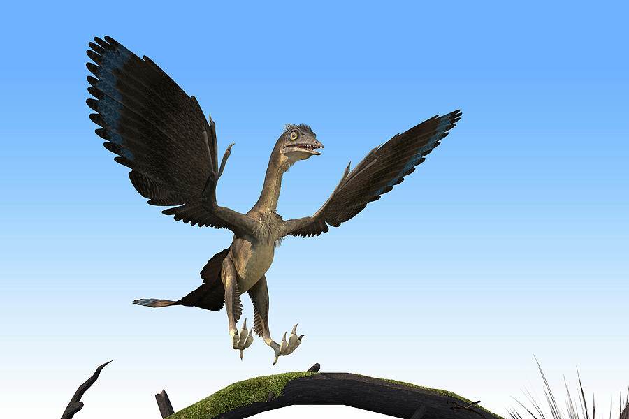 Archaeopteryx Dinosaur Photograph by Roger Harris/science Photo Library