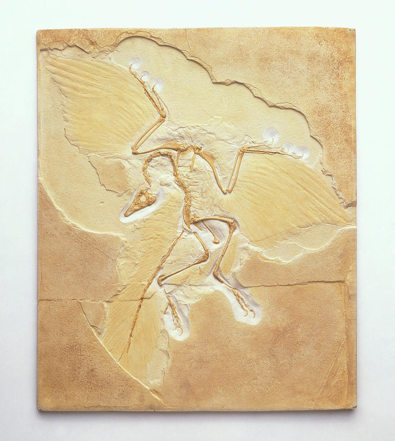 archaeopteryx transitional fossil