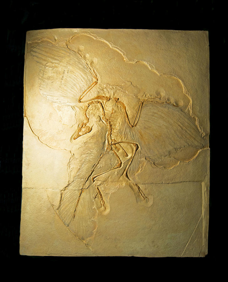 Archaeopteryx Fossil Photograph by Millard H. Sharp